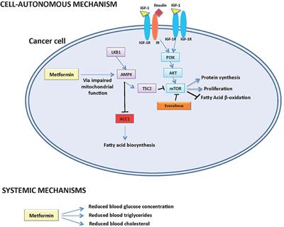 Impact of Metformin on Systemic Metabolism and Survival of Patients With Advanced Pancreatic Neuroendocrine Tumors